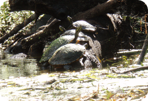 Turtles on the Ichetucknee River